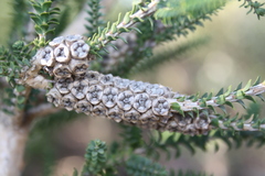 Melaleuca densa