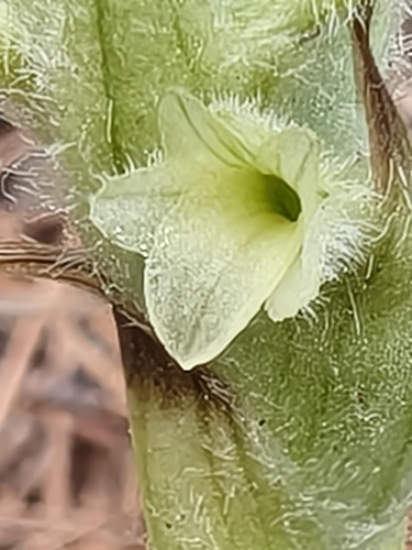 Michoacán Lady Orchid