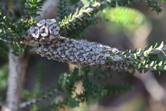 Melaleuca densa