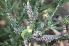 Melaleuca densa