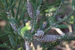 Melaleuca densa