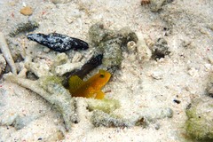 Cryptocentrus cinctus