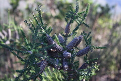 Melaleuca densa