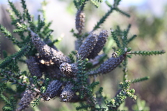 Melaleuca densa