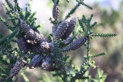 Melaleuca densa