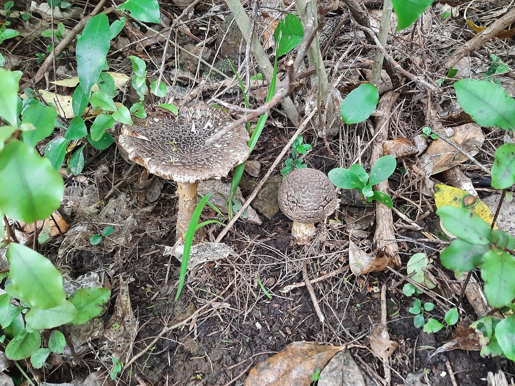 Amanita nothofagi · October 2025 · photo: © davidwhyte (iNaturalist, cc-by-sa)