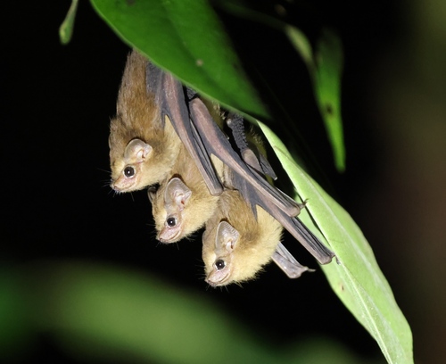 Dark Sheath-tailed Bat