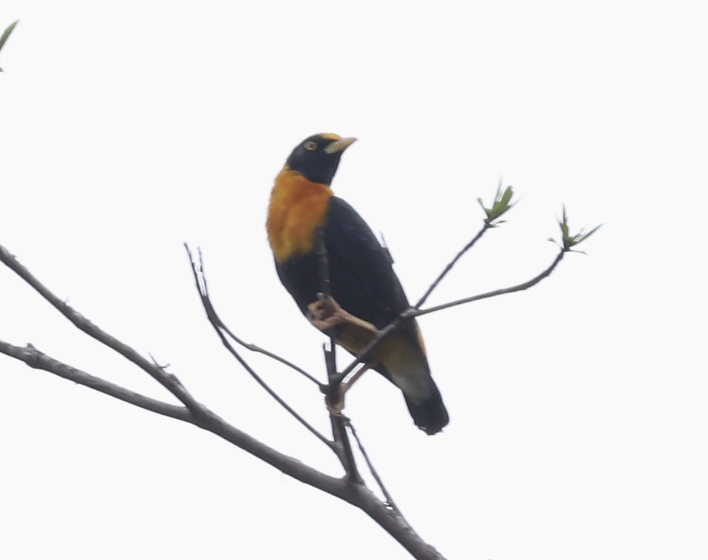 Golden Myna (Mino anais), photo 5