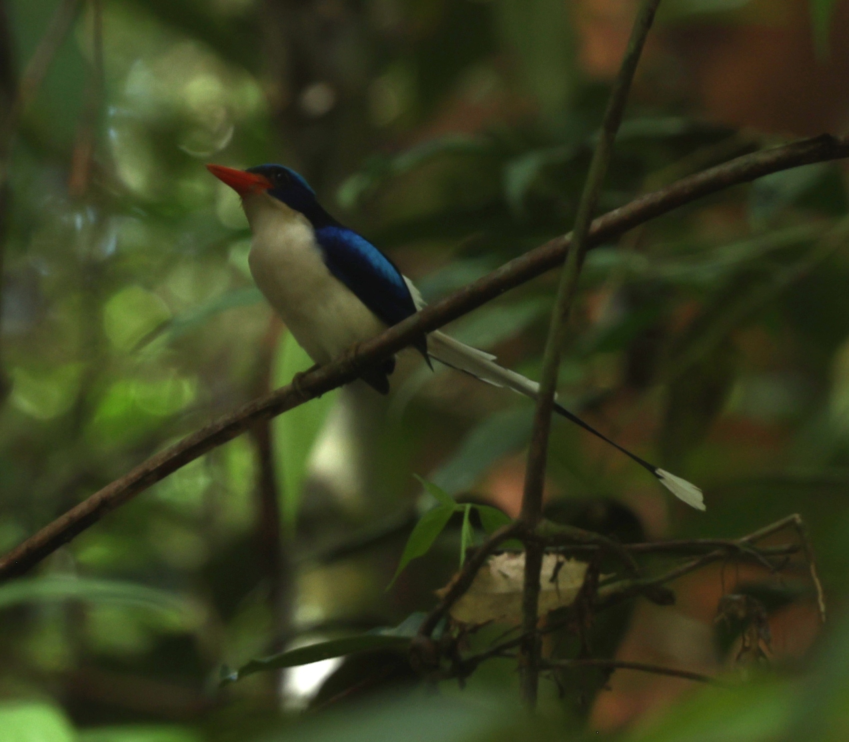 Common Paradise Kingfisher (Tanysiptera galatea), photo 5