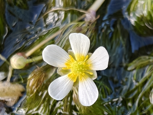 Longbeak buttercup