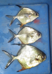 Trachinotus