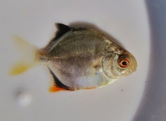 Trachinotus