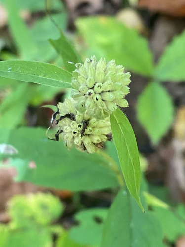 Thinleaf Mountainmint (Pycnanthemum montanum)