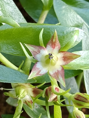 Sedum trichromum