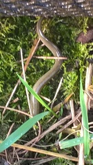 Lampetra planeri