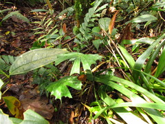 Aiphanes simplex