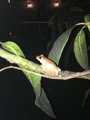 Osteopilus septentrionalis