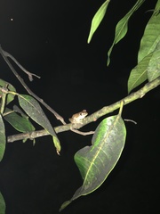 Osteopilus septentrionalis