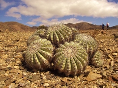 Copiapoa cinerascens