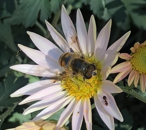 Unknown species found near University of Pennsylvania, Philadelphia, PA, US