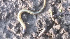 Lampetra planeri