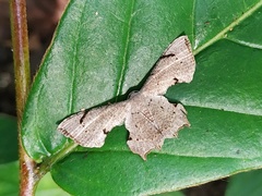 Dysaethria quadricaudata