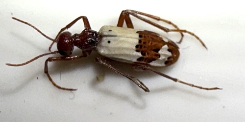 Pleuropasta reticulata
