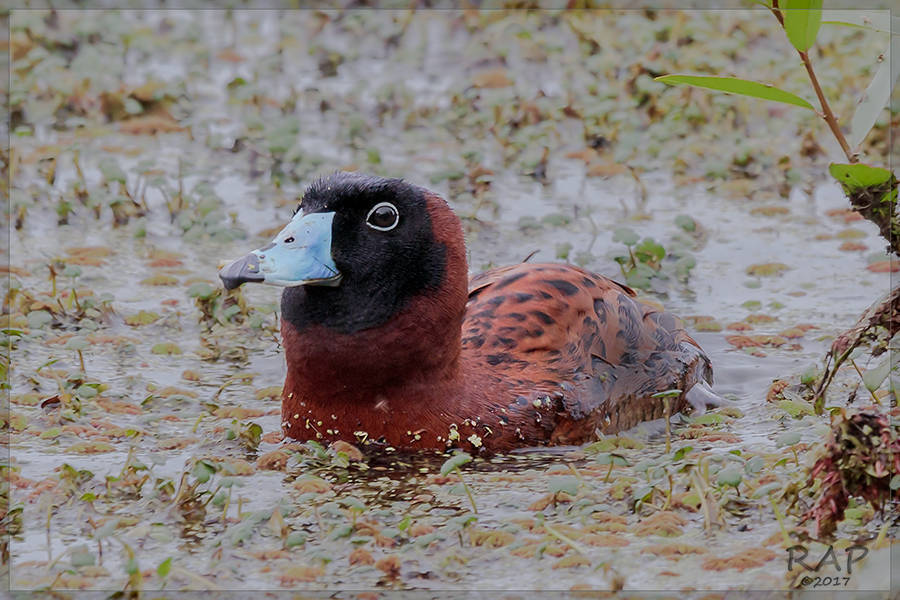 Masked Duck illustration