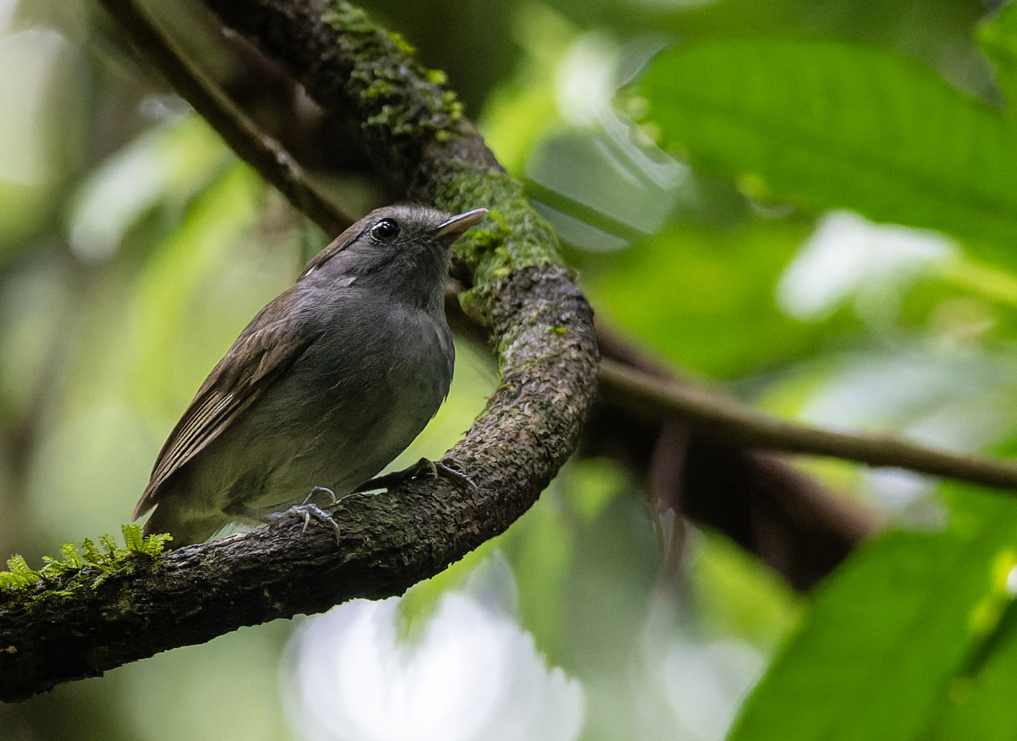 Slaty Gnateater (Conopophaga ardesiaca), photo 1