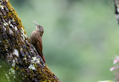 Ocellated Woodcreeper (Xiphorhynchus ocellatus)