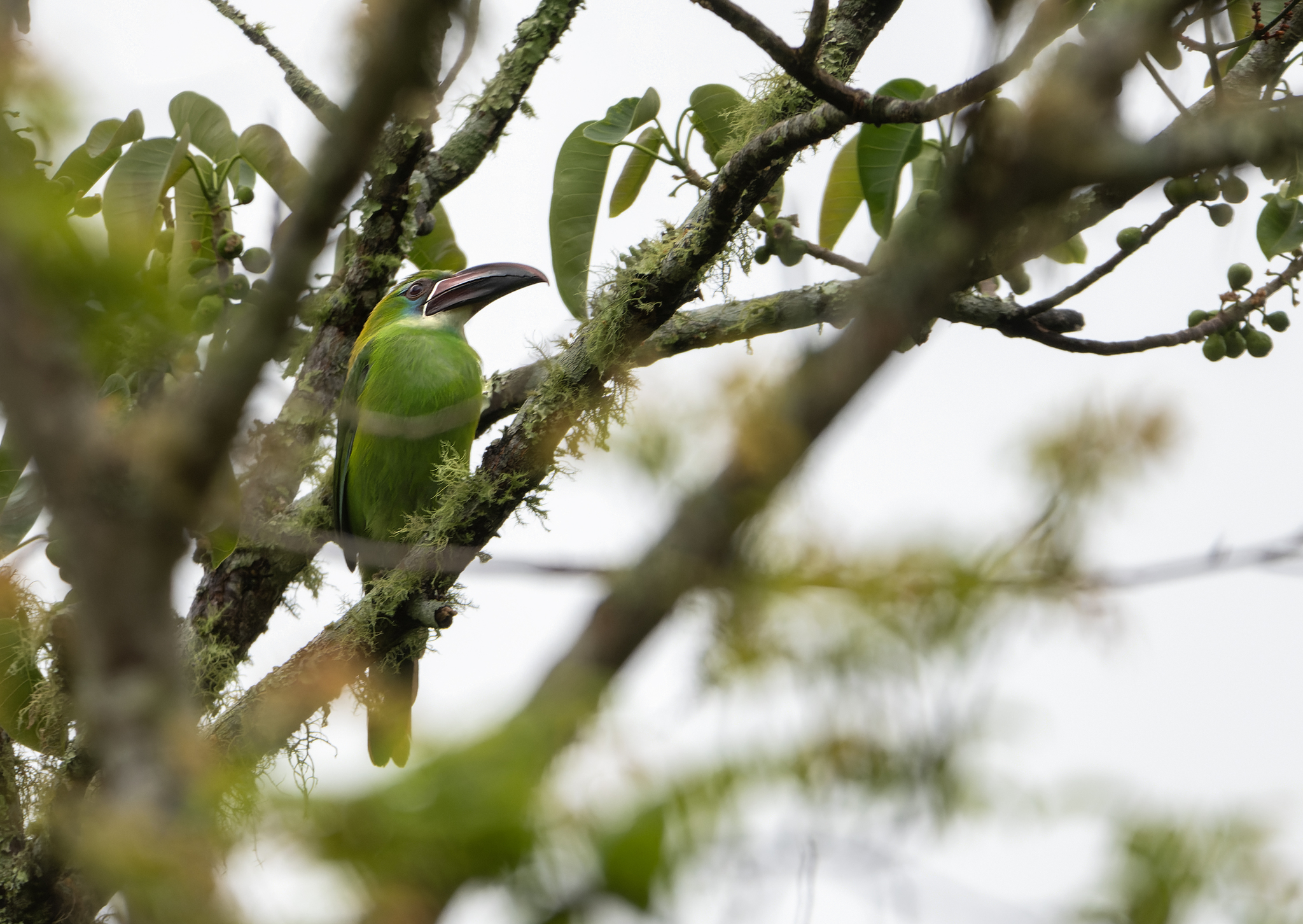 Chestnut-tipped Toucanet (Aulacorhynchus derbianus), photo 4