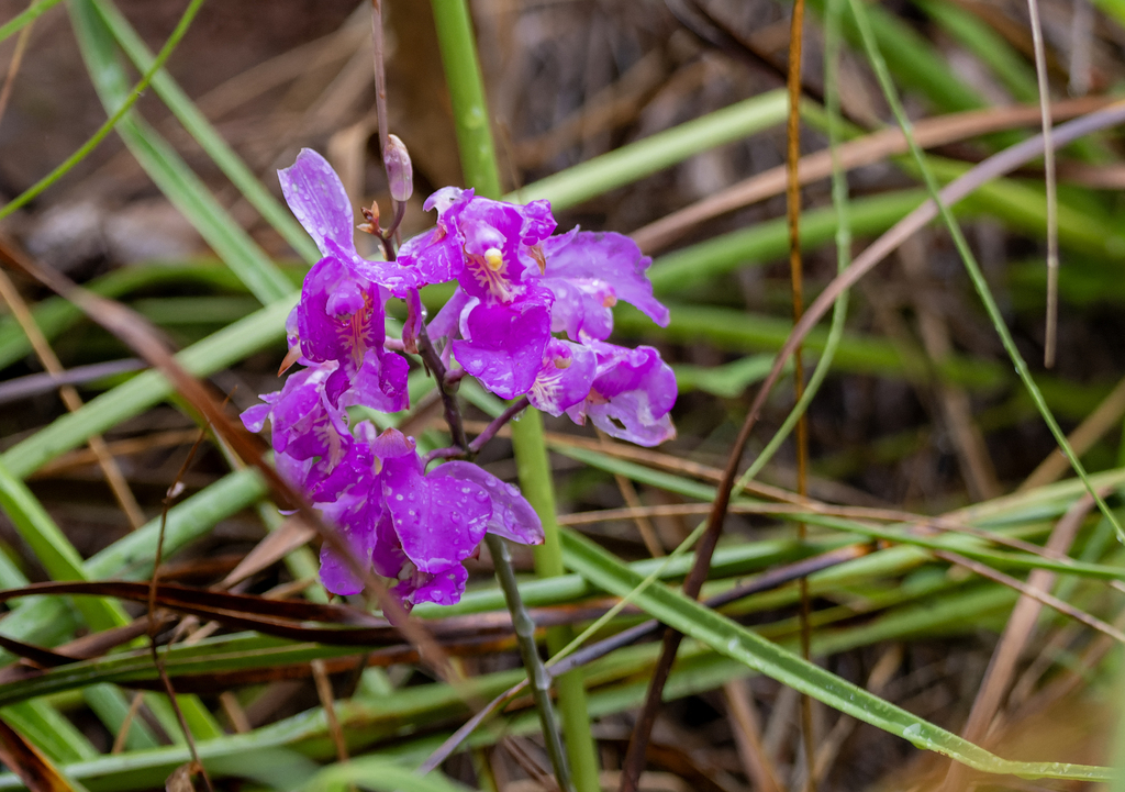 Bletia catenulata; photograph (c) David F. Belmonte, some rights reserved (CC BY)