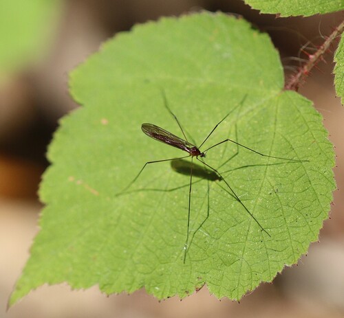 Unknown species found near Laurelwood Arboretum, 725 Pines Lake Dr W, Wayne, NJ 07470, USA