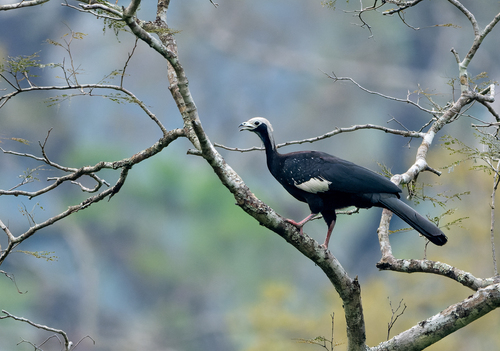 White-throated Piping Guan (Pipile grayi), photo 8