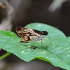Vettius fantasos
