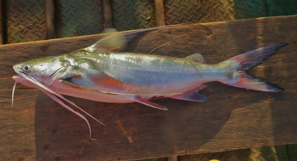 Filament Sea Catfish