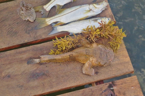 Pacuma toadfish (Batrachoides surinamensis) — Batrachoididae — 2