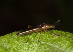 Languriinae