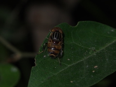 Eristalinus quinquestriatus