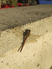 Sympetrum nigrifemur
