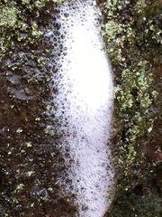 Pectobacterium carotovorum