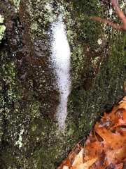 Pectobacterium carotovorum