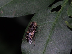 Eristalinus obliquus