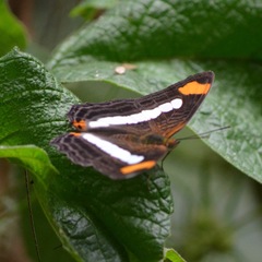 Adelpha iphicleola