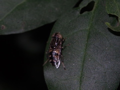 Eristalinus obliquus