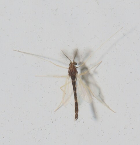 Unknown species found near Caraway, Craighead Co., AR, USA