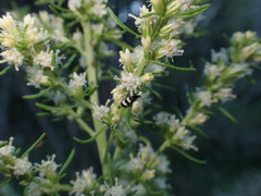 Olearia tubuliflora