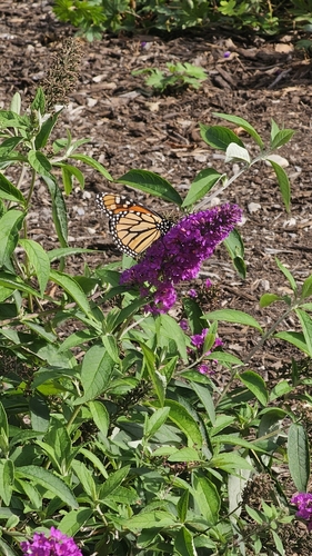 Monarch Butterfly