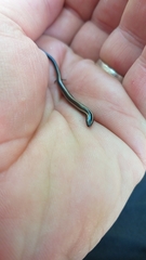 Scelotes bidigittatus