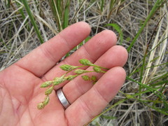 Carex silicea